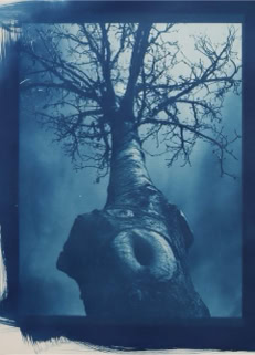 cyanotype cyanoprint