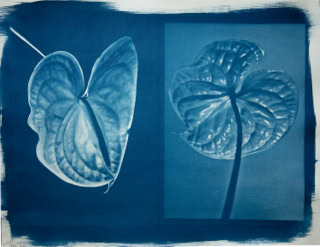 cyanotype cyanoprint