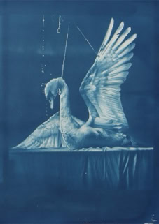 cyanotype
