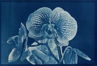 cyanotype cyanoprint